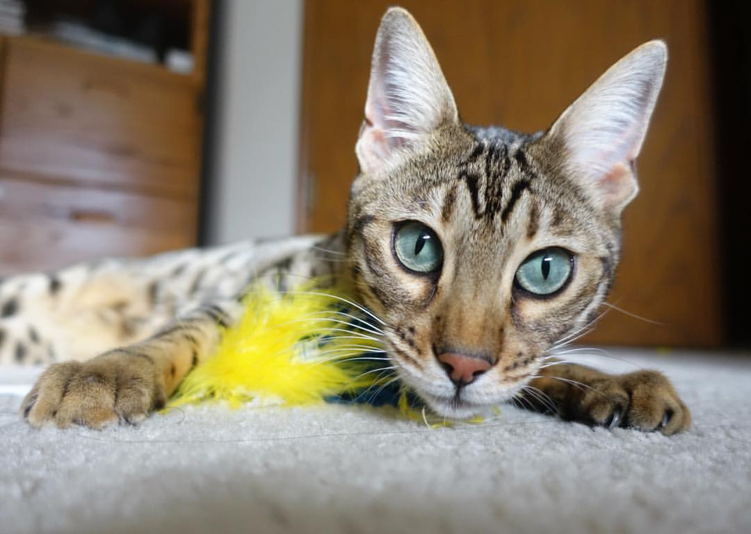 双城记，开拓者巅峰对决火箭胜出，小贾伦西甲德比一战封神