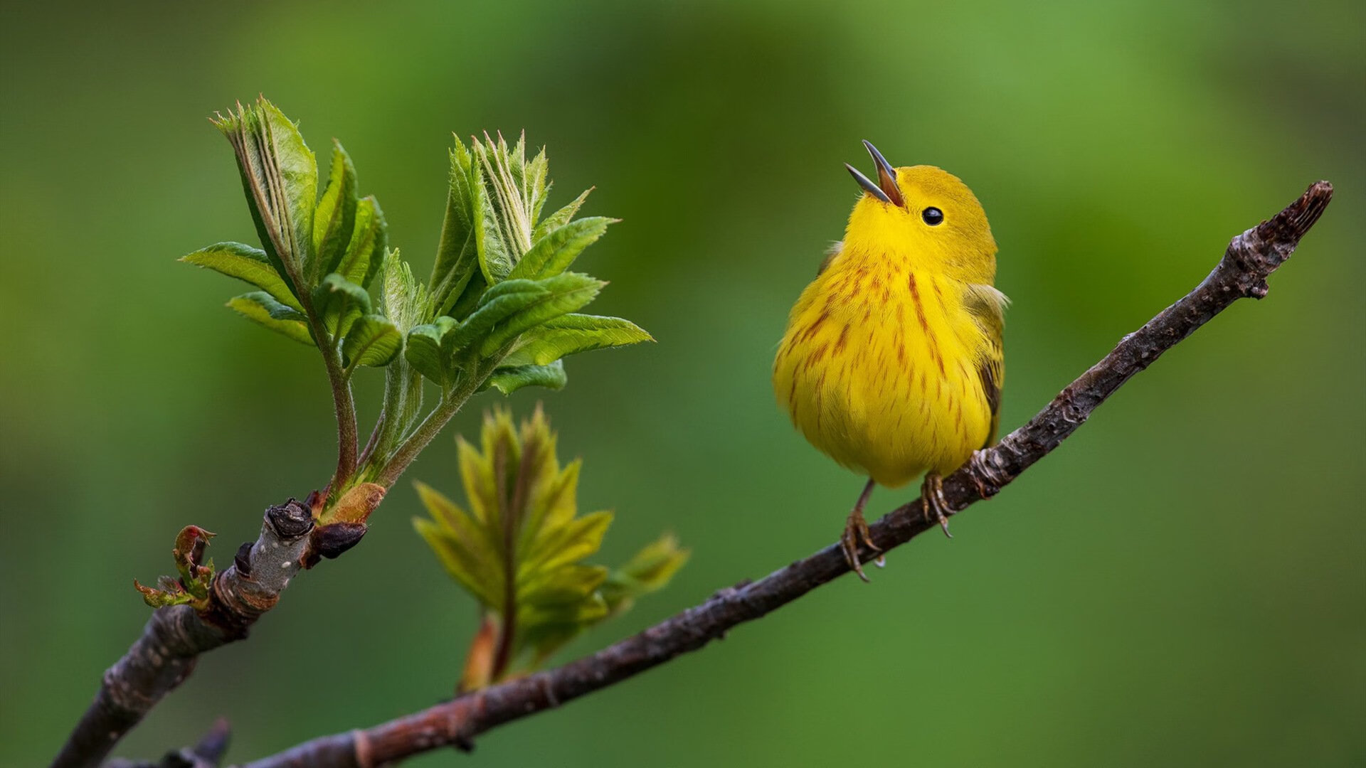 绿茵与赛道的神交，挪威足球连续火力压制雷恩，基米希以F1式统治力接管年度争冠战