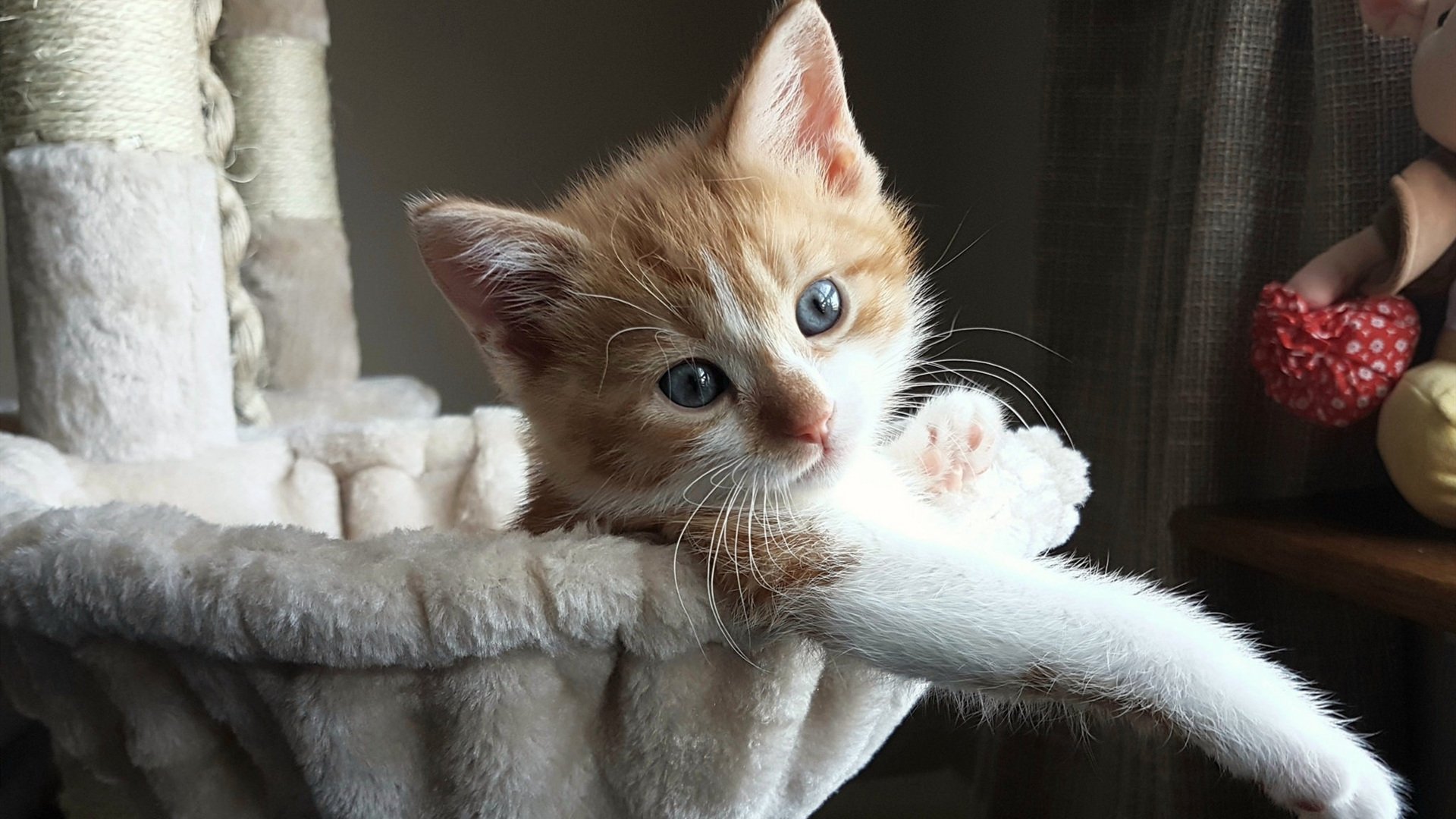 篮球世界里的唯一法则，在对抗中完成终极证明