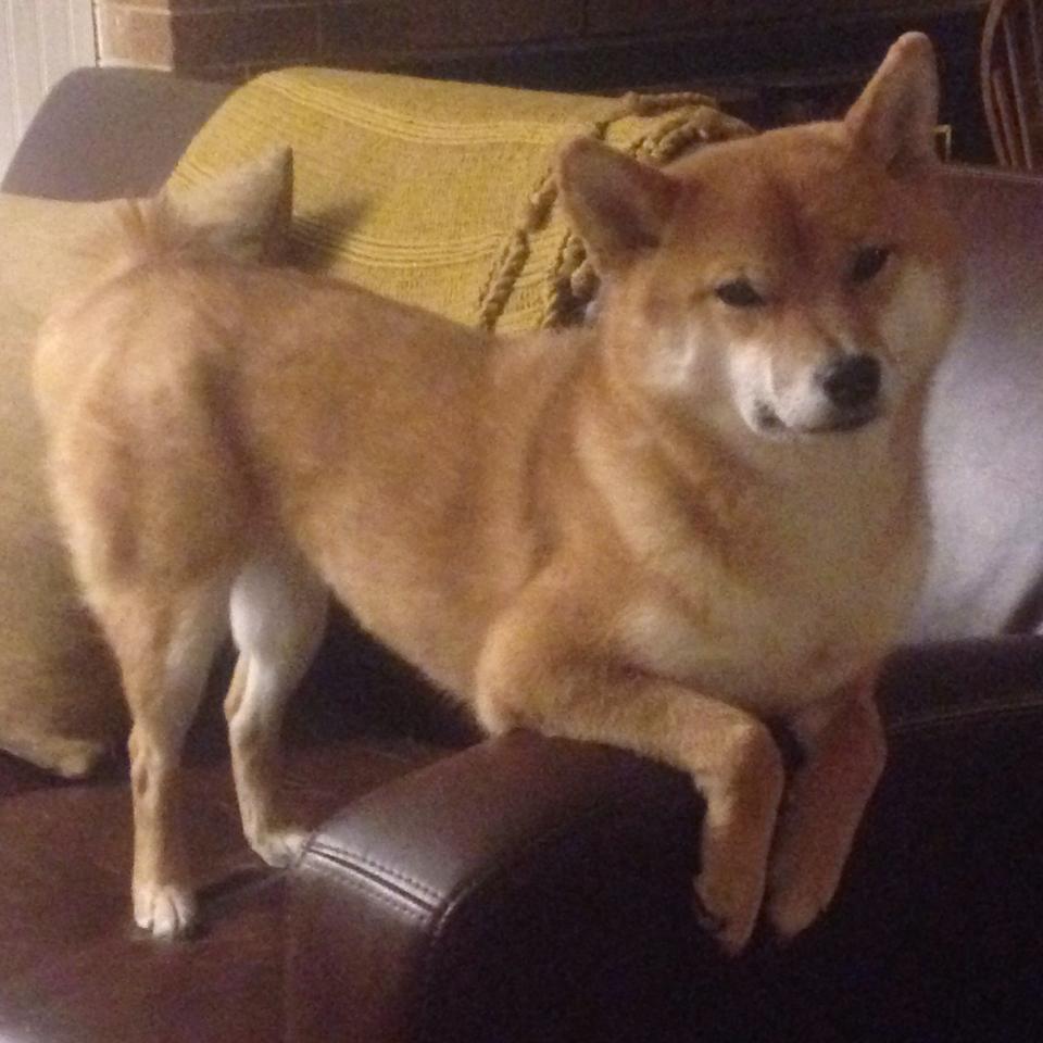 中场元帅,当卡塞米罗的节奏成为绿茵场的唯一法则