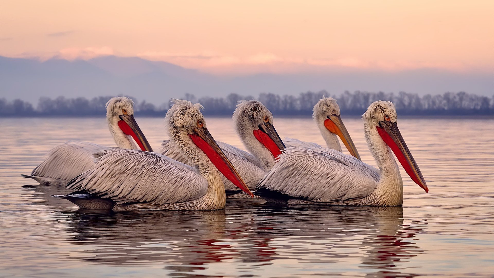新星拉梅洛领袖风范，活塞压哨绝杀篮网，点燃底特律之夜