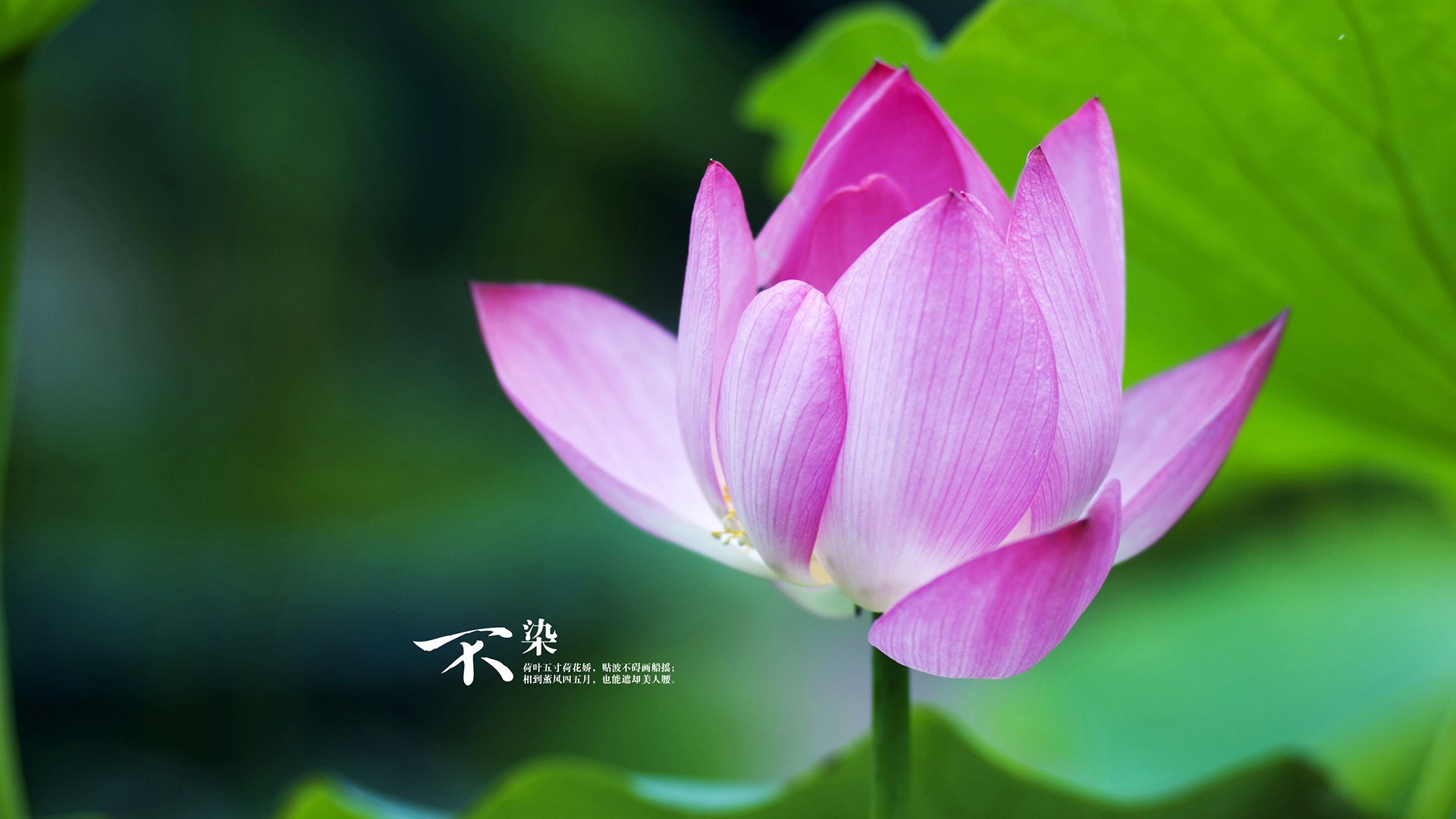 战术棋盘上的国际对话,新疆飞虎如何用体系压制魔术,范弗利特成为决定胜负的那枚棋