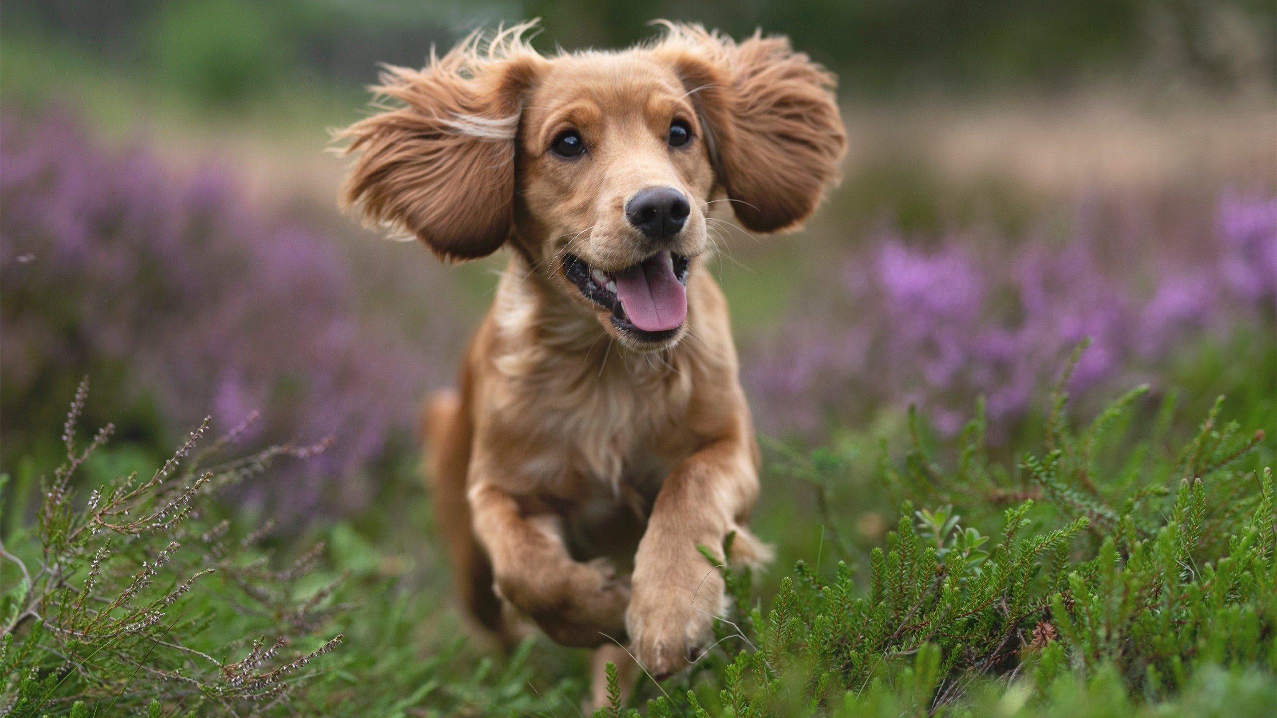 绿茵法庭，黄喜灿独舞，那不勒斯法则审判阿根廷探戈