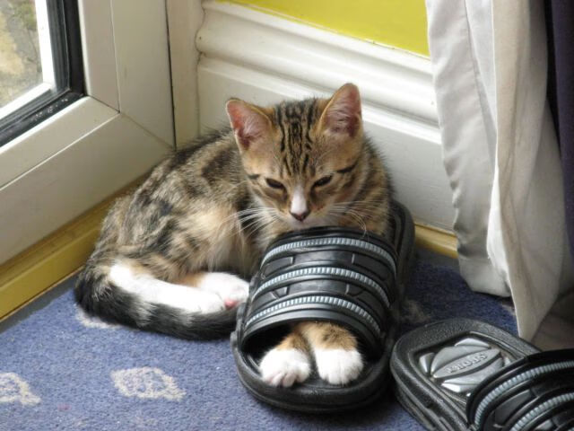 欧冠传奇对决异域舞台,钢铁红龙加时险胜雨林雄鹰