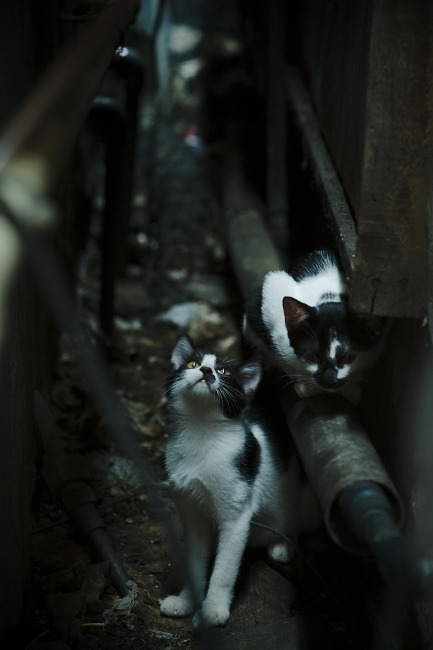 收割与接管，阿尔及利亚的团队智慧与基米希的个人传奇