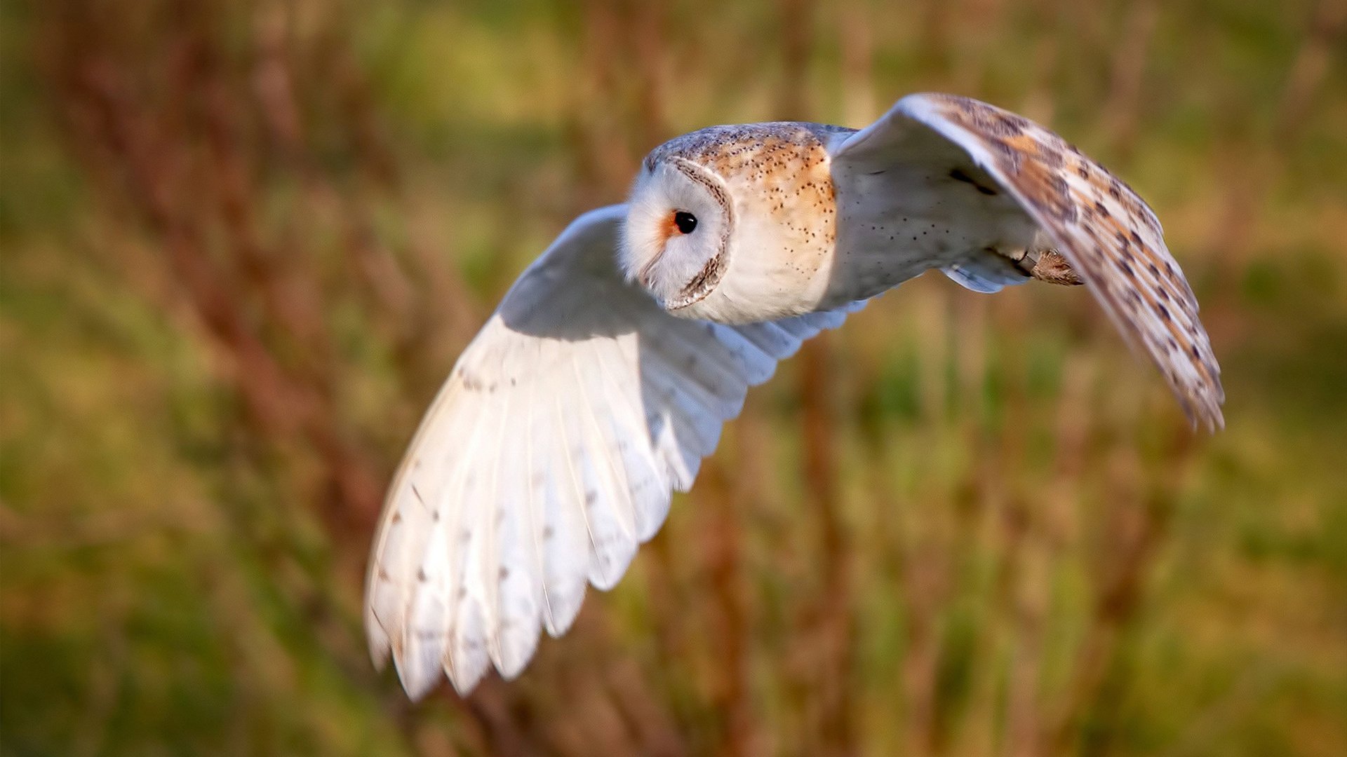 绿茵影院，卡拉斯科主演格拉斯哥奇迹