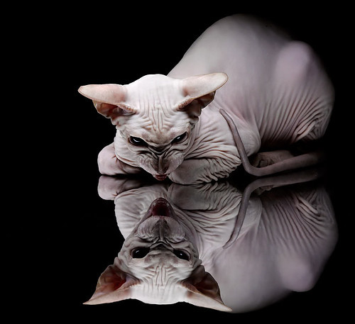 关键先生终结比赛悬念！福克斯25分致命反击，吉林队防守形同虚设