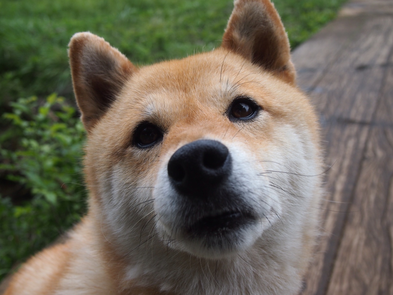 伊布降临皮斯胡安,塞维利亚奇迹逆转马赛,瑞典神塔主宰终极排名战