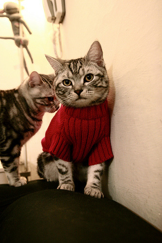 逆转剧本，当独行侠挑战秩序，字母哥却已书写法则