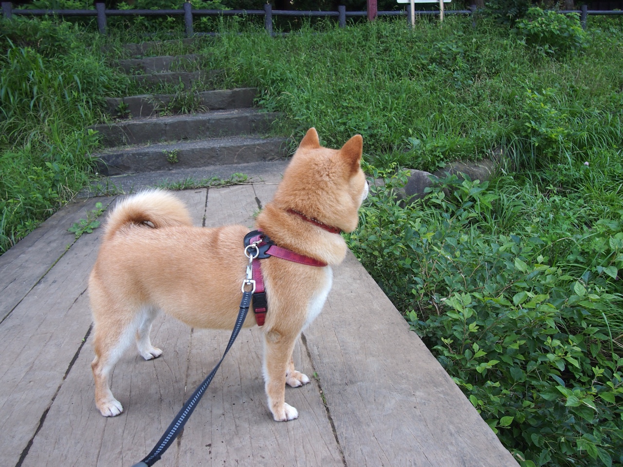 暗度陈仓，米切尔降维打击背后，广东队轻取雷霆的攻防棋局