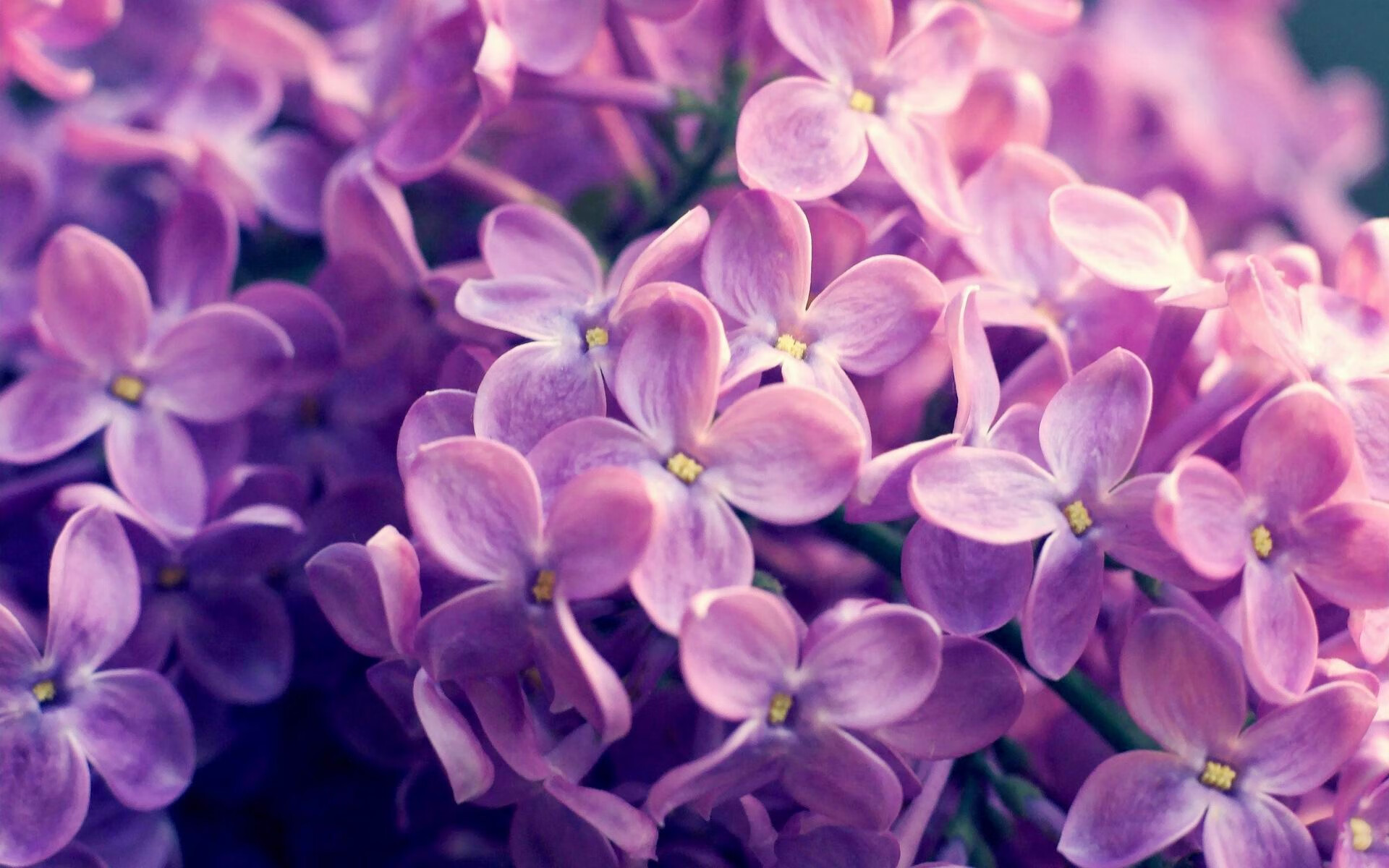 当欧冠淘汰赛化身西北荒原，开拓者式逆袭，如何强行终结迈阿密热火的铁血哲学？