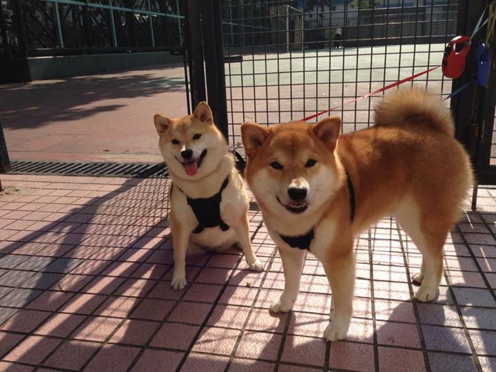 双线传奇，雄鹿压哨绝杀与布克的英超式接管之战