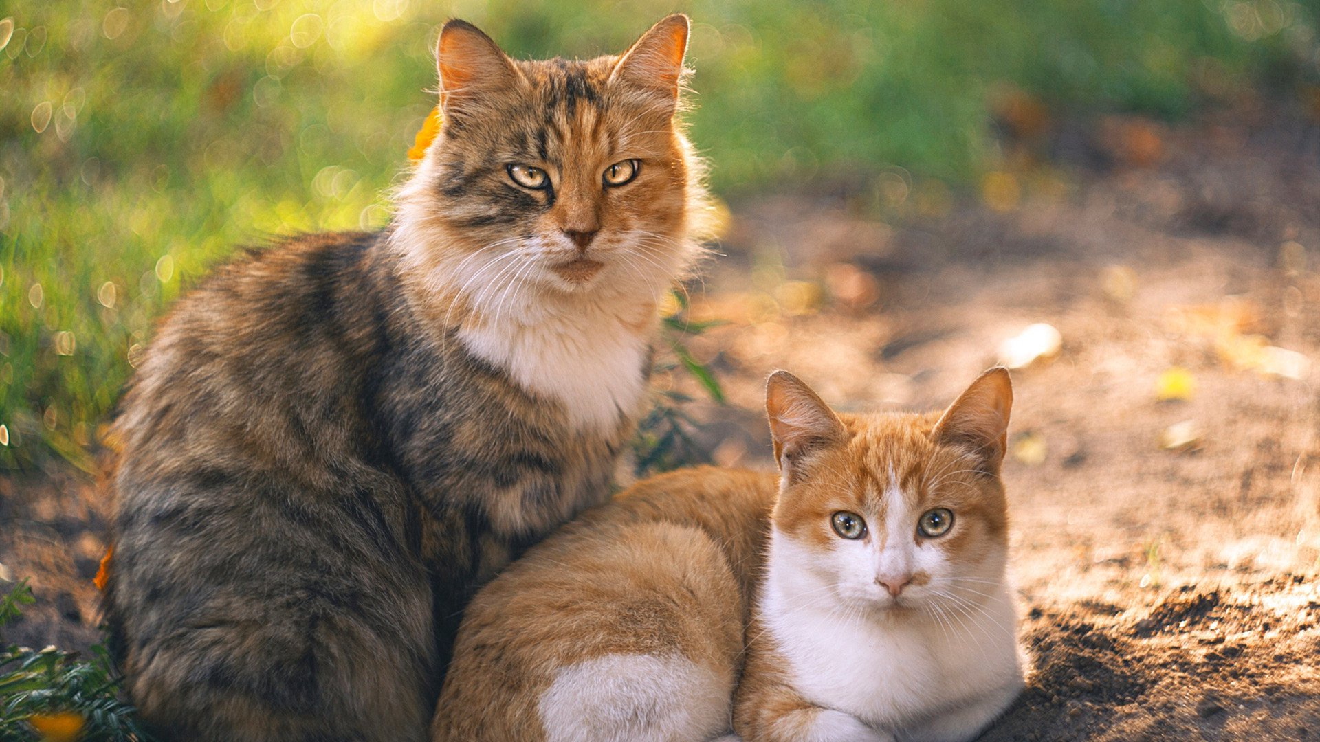 中场指挥家，坎特如何用三步舞曲主导英式压迫