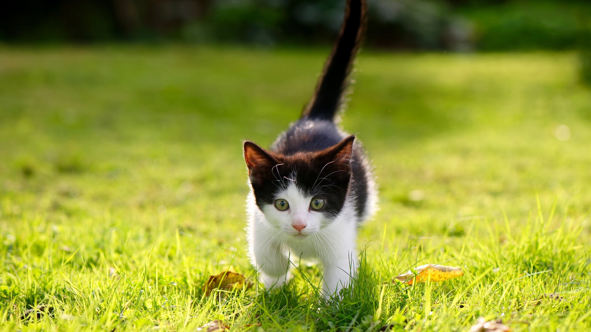 末节风暴与关键先生，当阿尔及利亚的坚韧撞上黄喜灿的利刃
