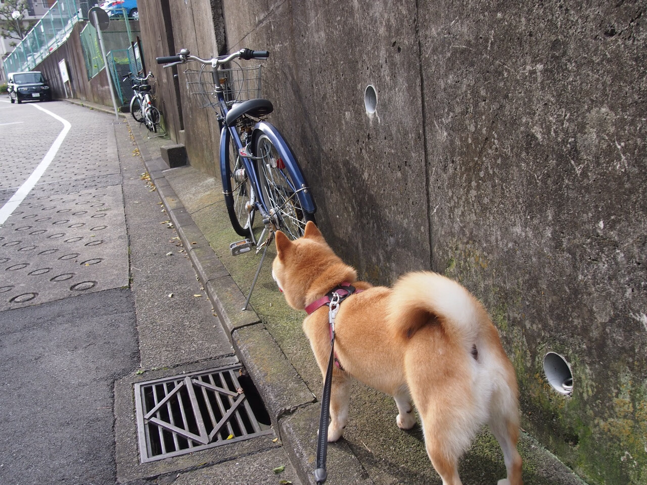 绝杀血脉觉醒!莱奥93分钟救世一击,切尔西压哨扼住奥地利咽喉