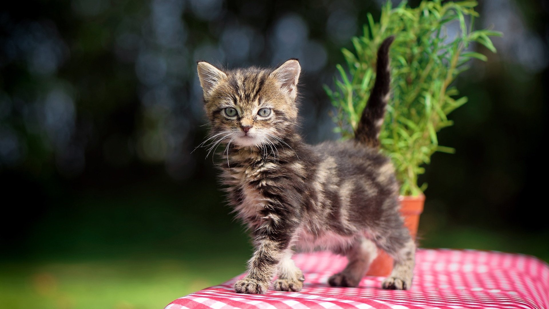 巅峰对话,铁闸封神,范戴克一夫当关,国际米兰力克那不勒斯