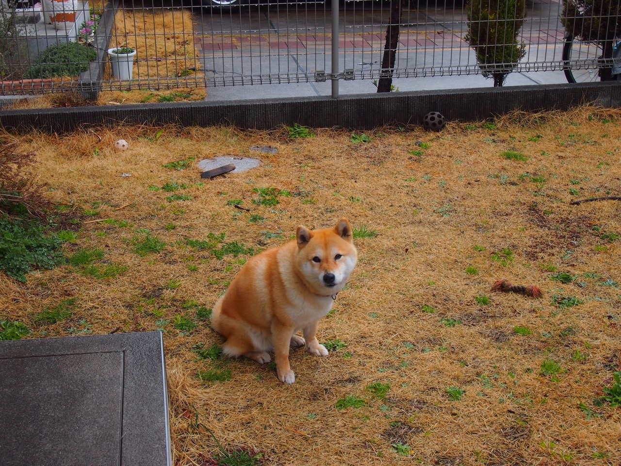 足球场上的猎鹰,稳固防守成德甲争冠焦点,掘金式猛攻如何被化解