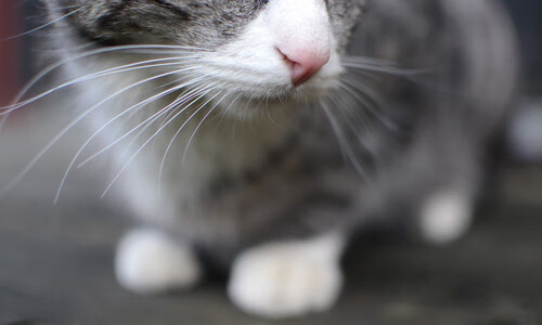 时空折叠的统治力，从火箭单节风暴到米切尔世界杯接管