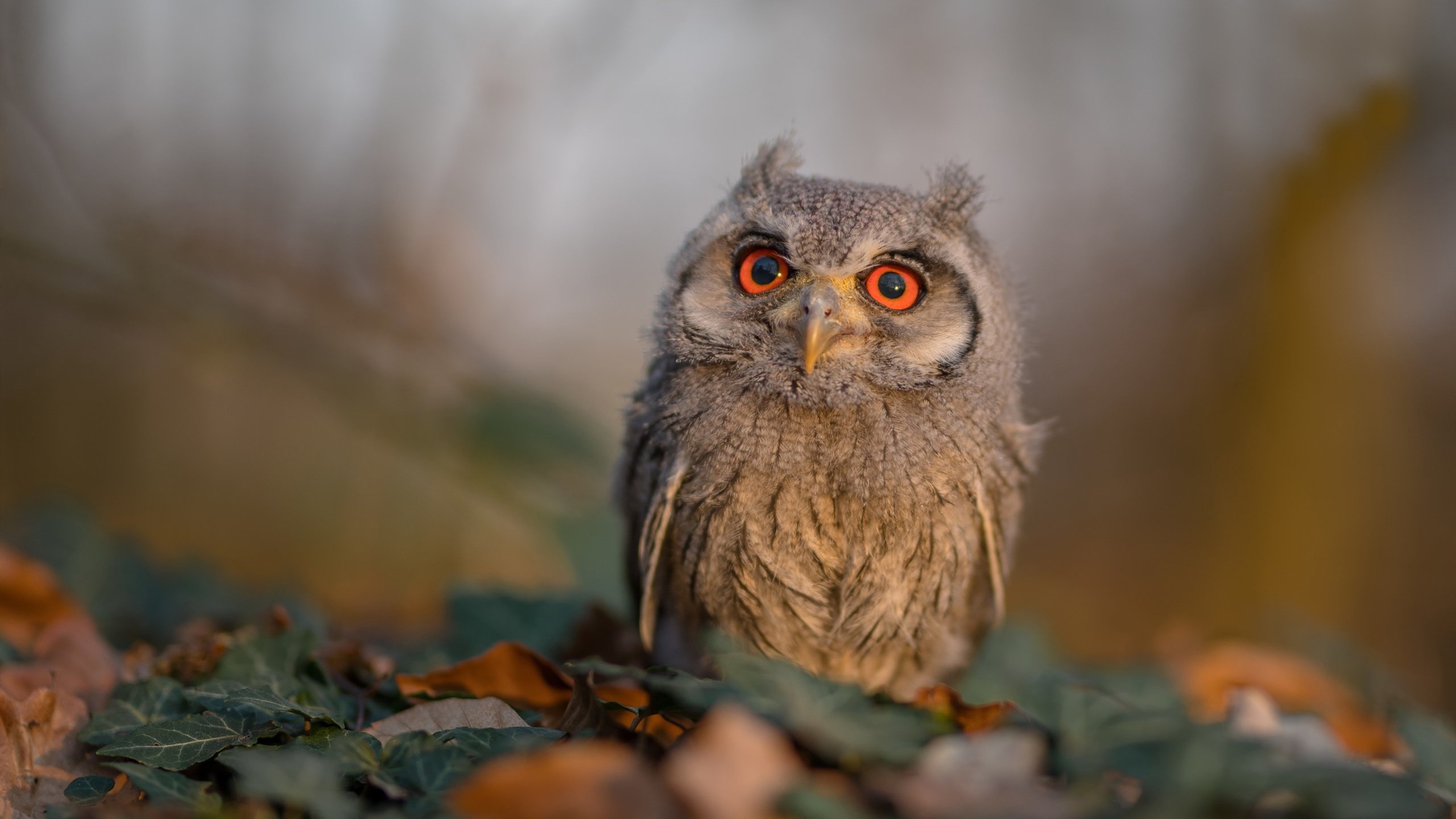 当金州坠入绝境，西决生死夜，库里如何诠释伟大