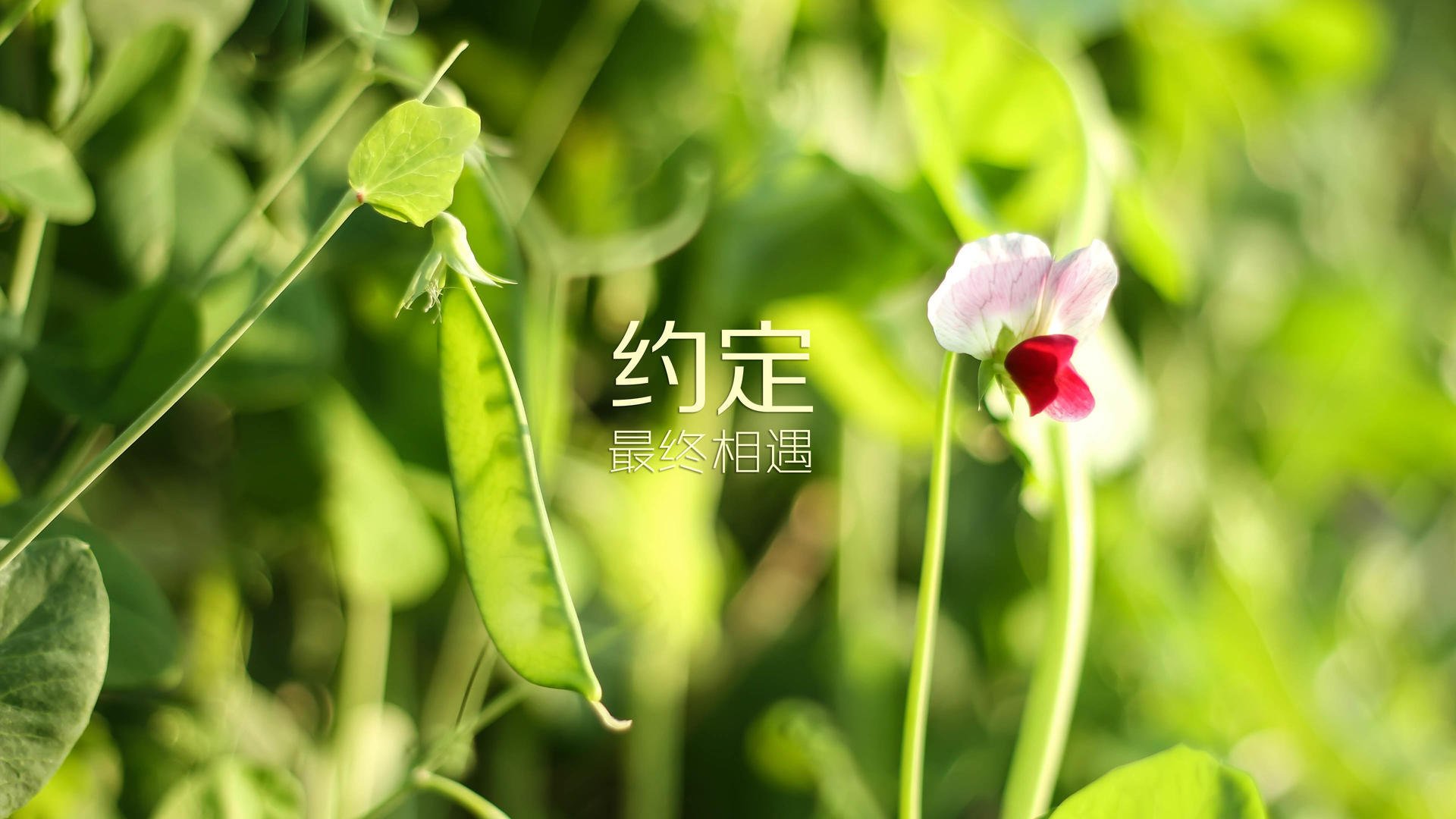 冰与火的唯一解法，2026世界杯黑马战，冰岛神话、拉什福德绝唱与一场改写历史的胜利